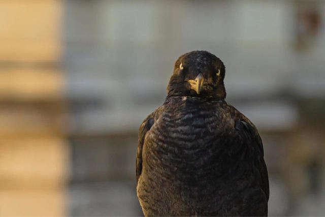 02_Gulls_2025