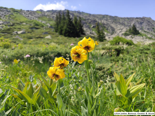 03_grassland