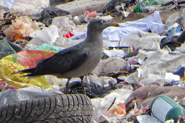 03_Gulls_2025