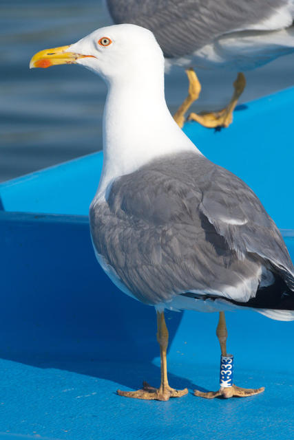03_25_ringing