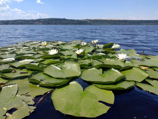 wetlands_03