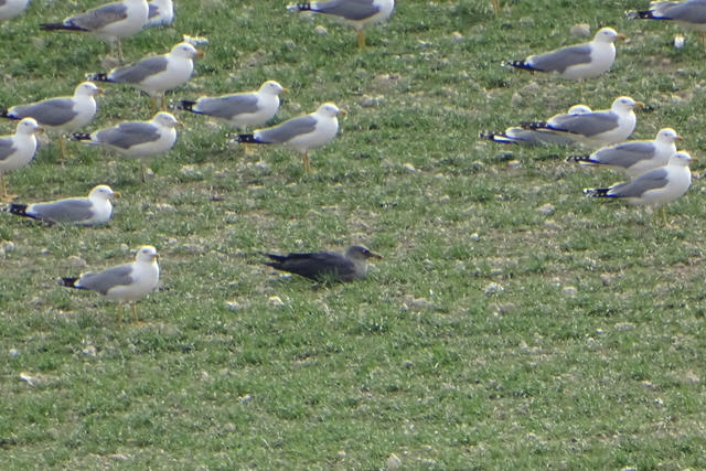04_Gulls_2025