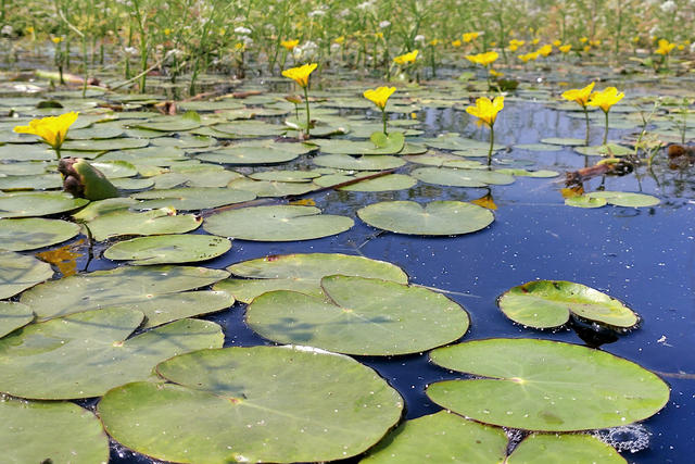 wetlands_05