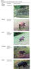 Sus_scrofa