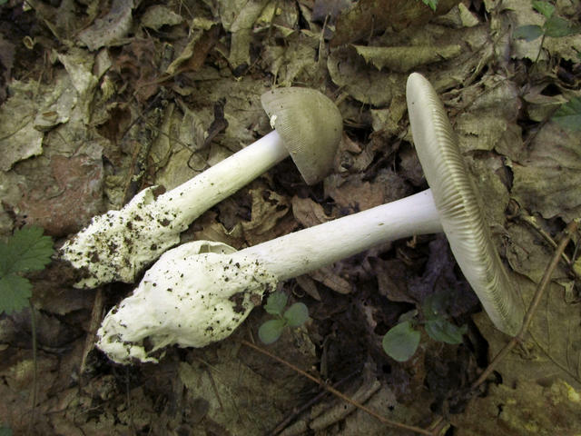 Amanita_n_sp