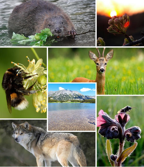 biodiv_day_collage