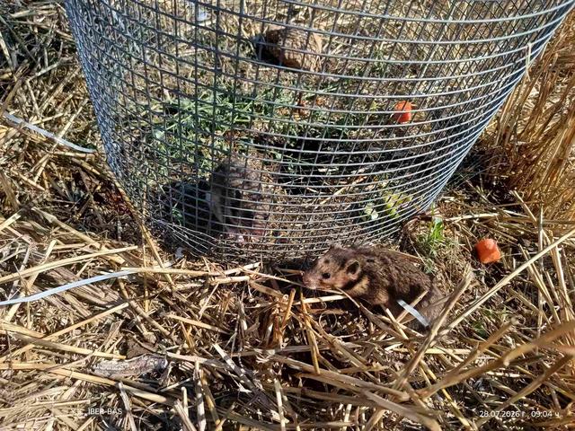Hamsters_03