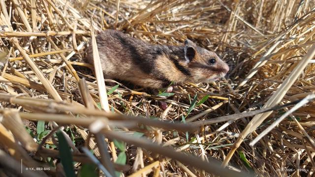 Hamsters_04