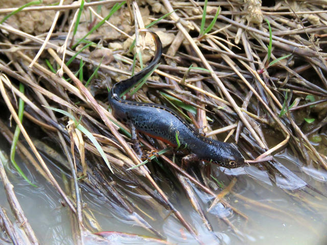 PA_Triturus_01