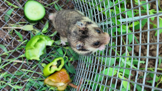 Fig_2_Hamster