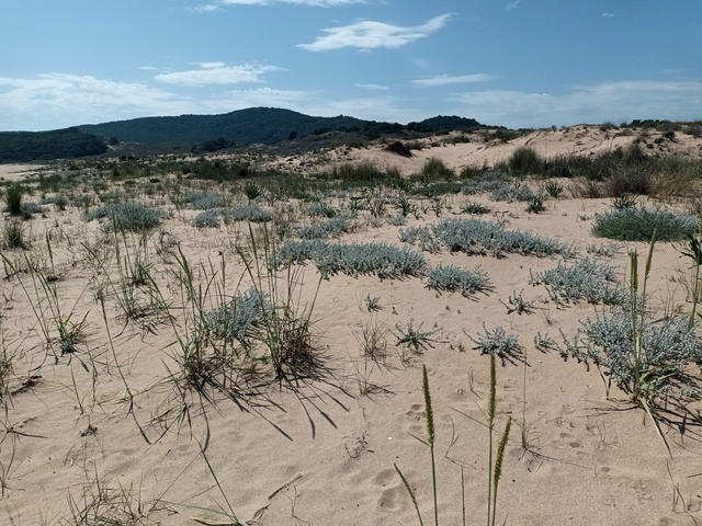 Fig_3_dunes