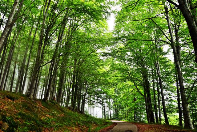 forest_Ina