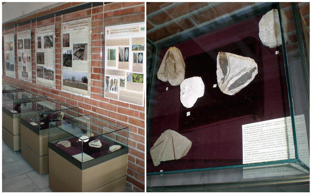 Fossils