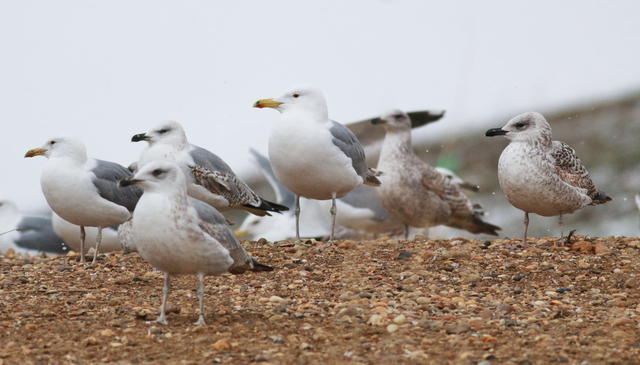 Larus_WS_2018