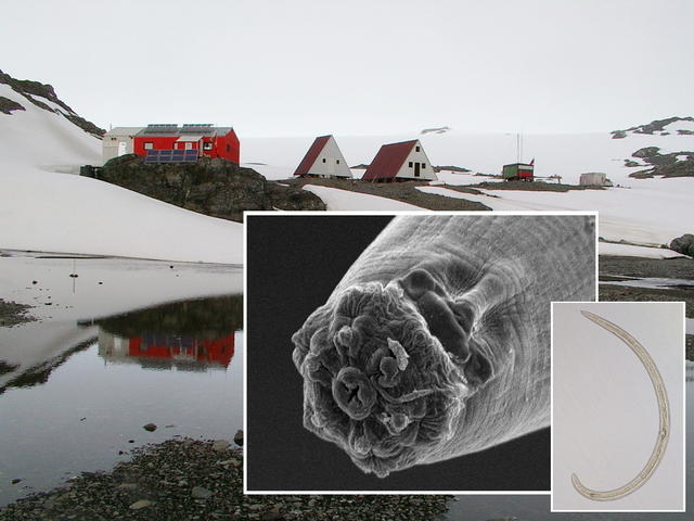 Milka_Antarctic