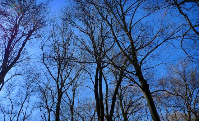 old_forest