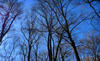 old_forest