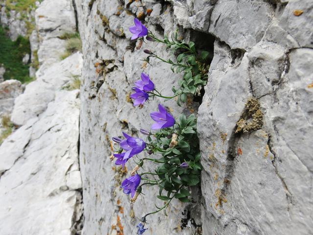 Campanula_2