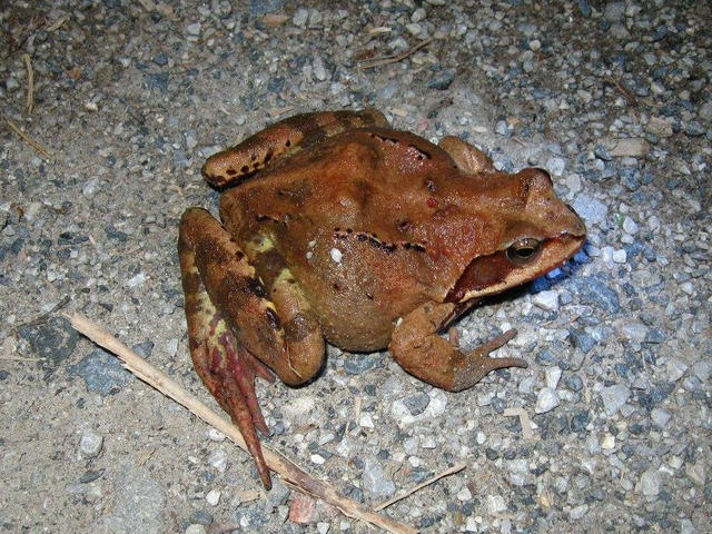R_temporaria