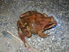 R_temporaria