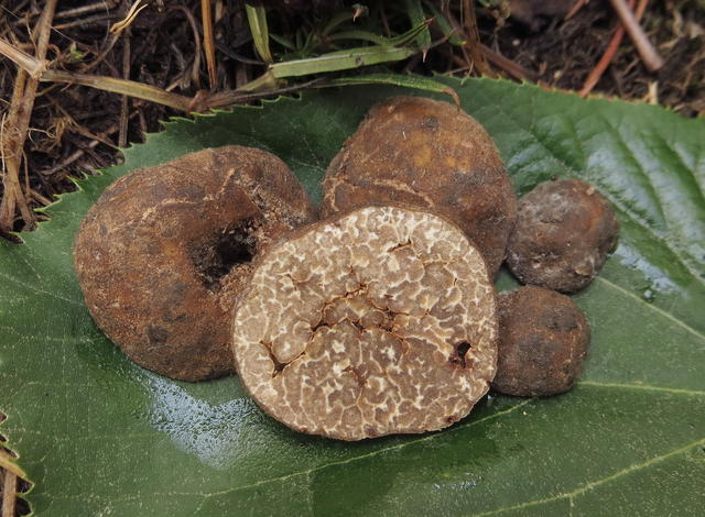 Tuber