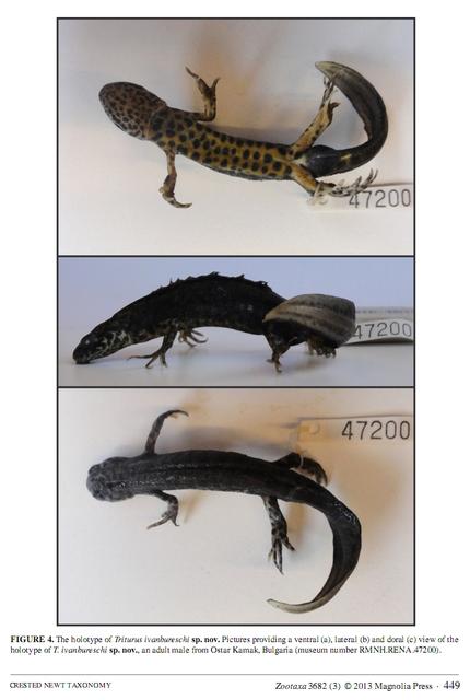 Triturus