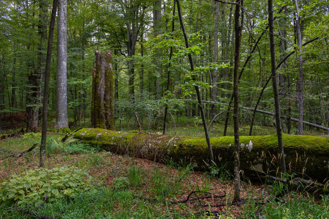 Ts_Zlatanov_forest