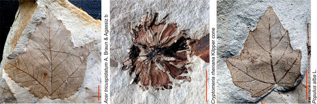 Paleobotany_1