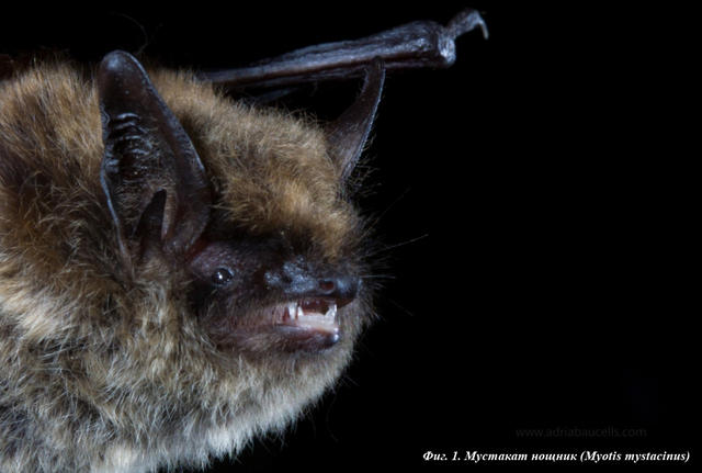 fig_1_bats