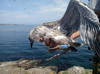 gulls_2