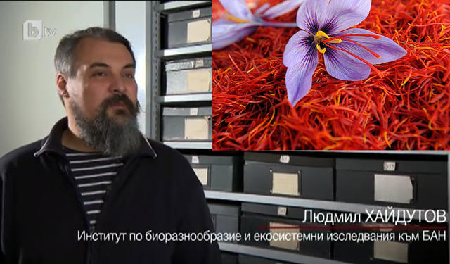 saffron