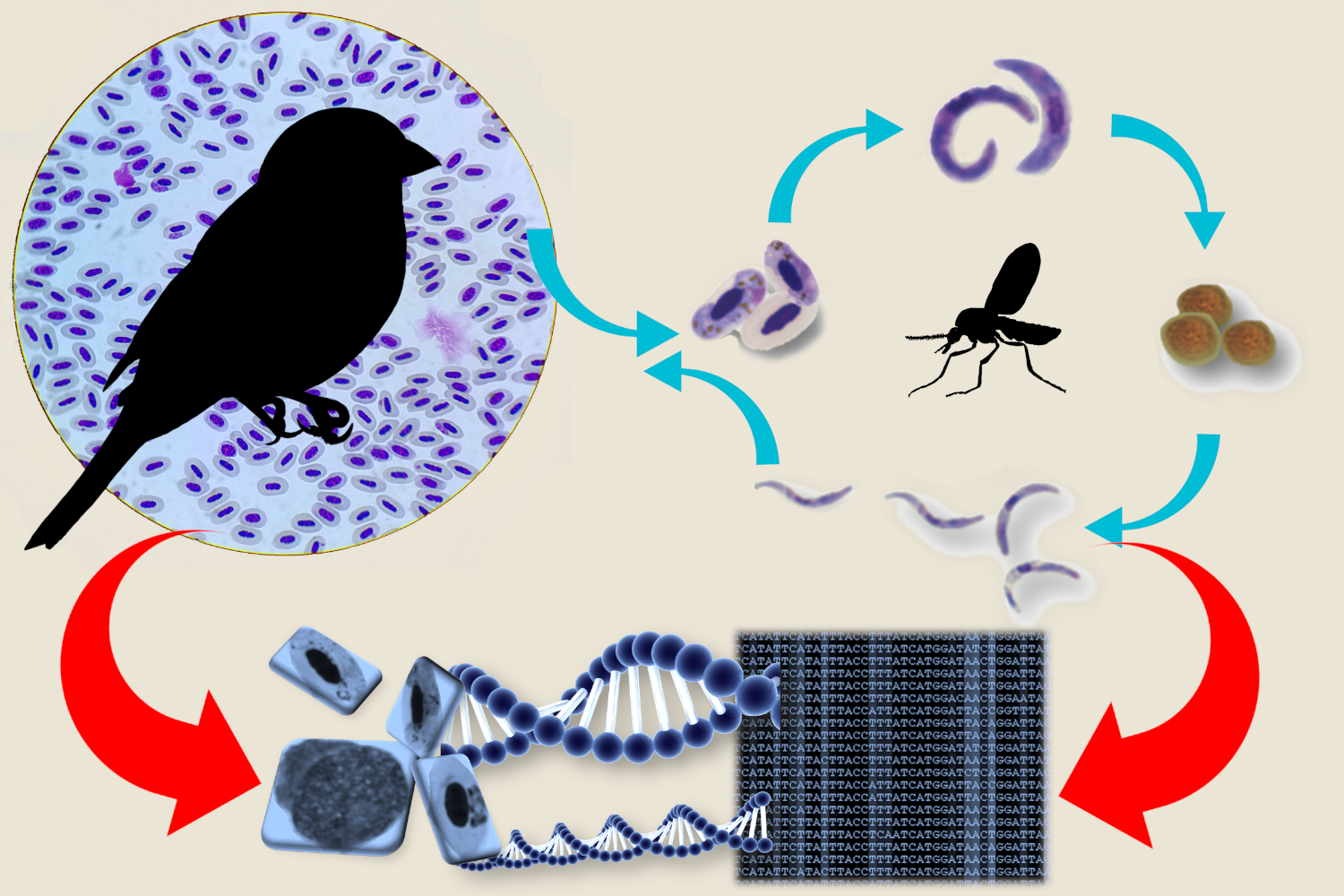 Haemoproteus life cycle